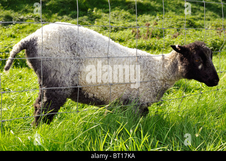 weidenden Schafen mit Kopf stecken in Drahtzaun Stockfoto
