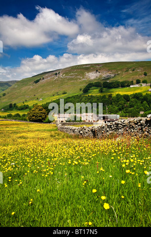 Wildblumenwiese auf der Crowtees Farm in der Nähe von Muker, Swaledale, Yorkshire Dales National Park Stockfoto