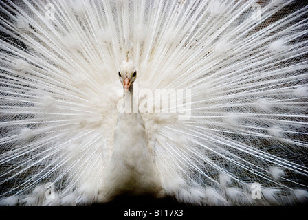 Leucistic indischen Pfauen Stockfoto