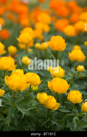 Auf der Vorderseite gelb (Trollblume Europaeus) Globus-Blumen und die wieder orange asiatische (Trollblume Asiaticus) Globus-Blumen Stockfoto