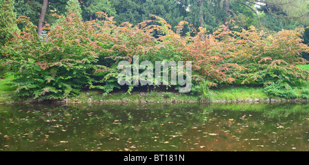 Ruhig ruhig Wasser und Buche Baumschösslinge drehen Rot und gelb im Herbst Fagus sylvatica Stockfoto