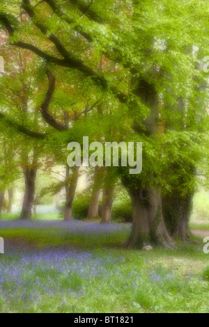 Bluebell Zeit Thorp Perrow Arboretum in der Nähe von Bedale, North Yorkshire. Sanften Schimmer-Effekt Stockfoto