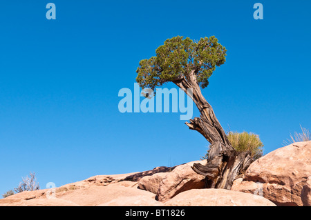 Utah-Wacholder, Juniperus Osteosperma am Torowep Point, Tuweep Area, Grand Canyon North Rim, Arizona, USA Stockfoto