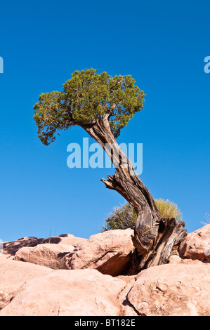 Utah-Wacholder, Juniperus Osteosperma am Torowep Point, Tuweep Area, Grand Canyon North Rim, Arizona, USA Stockfoto