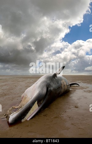 Minke Walkadaver Stockfoto
