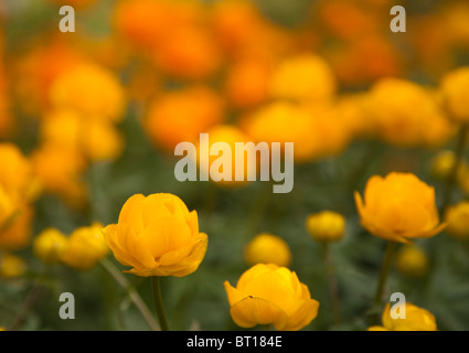 Auf der Vorderseite gelb (Trollblume Europaeus) Globus-Blumen und die wieder orange asiatische (Trollblume Asiaticus) Globus-Blumen Stockfoto