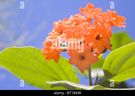 Cordia Sebestena Stockfoto