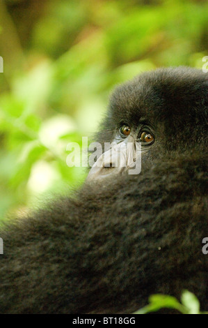 Berggorillas, Volcanoes-Nationalpark, Ruanda Stockfoto