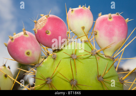 Früchte von Opuntia Ficus-Indica auf der Anlage Stockfoto