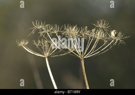 Saatgut-Kopf einer Kuh Petersilie Pflanze ausgetrocknet. UK Stockfoto