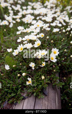 Mountain Avens (Dryas Octopetala Rosengewächse) blühen Stockfoto