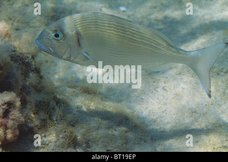 aus im Flachwasser Stockfoto