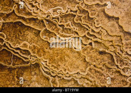 In das heiße Wasser lebenden thermophilen schaffen bunte Strukturen im Mammoth Hot Springs, Yellowstone-Nationalpark, USA Stockfoto