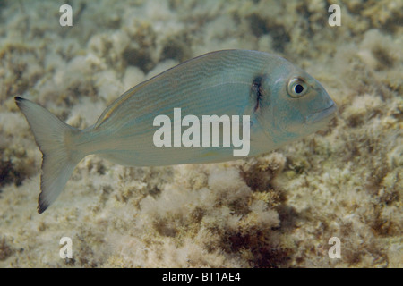 aus im Flachwasser Stockfoto