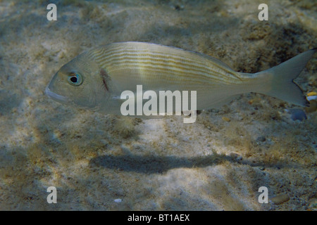 aus im Flachwasser Stockfoto