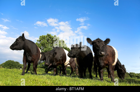 Belted Galloway Rinder in Lancashire Stockfoto