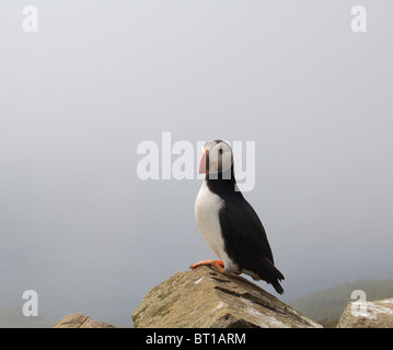 Porträt einer Papageitaucher auf dem Felsen auf Mykines Island, Färöer Inseln Stockfoto