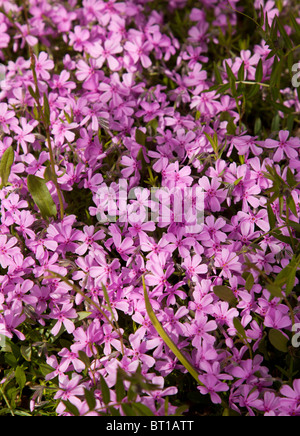 Moos-Phlox (Phlox Subulata Polemoniaceae) blühen Stockfoto