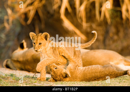 Löwenbabys spielt mit Mutter in Katavi, Tansania, Afrika Stockfoto