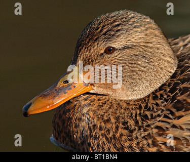 Ein Porträt einer Frau Mallard mit einer Nahaufnahme betrachten ihre strukturierte Federn. Stockfoto