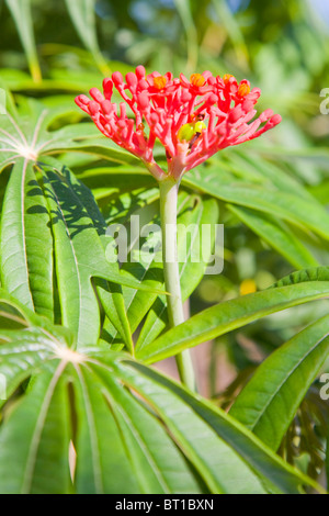 Jatropha Multifida in Blüte Stockfoto