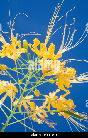 Caesalpinia Pulcherrima oder den Pfau-Blume Stockfoto