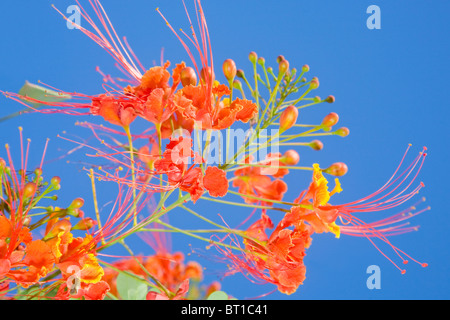 Caesalpinia Pulcherrima oder den Pfau-Blume Stockfoto