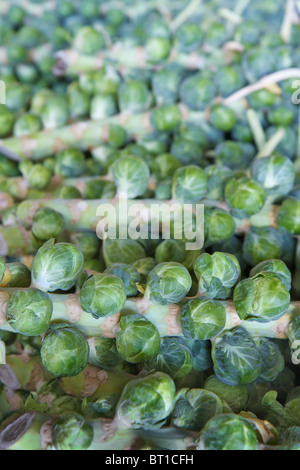 Haufen von Brussel Sprout Stiele auf dem Bauernmarkt Stockfoto