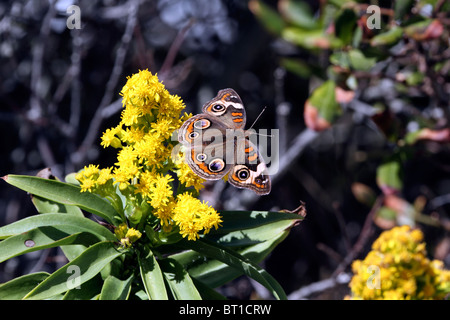 Ein gemeinsames Buckeye Schmetterling, Iunonia Coenia am Meer Goldrute Solidago Sempervirens. Lavalette, New Jersey, USA Stockfoto