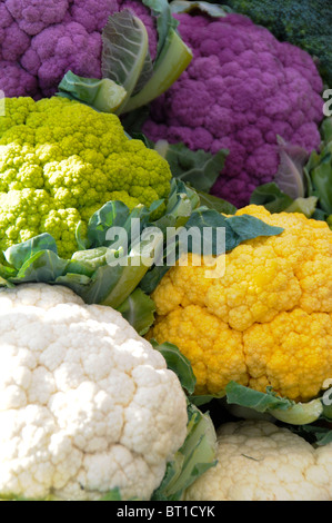 Blumenkohl-Sorten Stockfoto