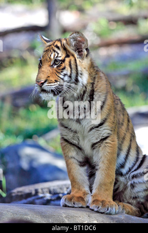 Bengal Tiger Cub Bronx Zoo New York City Stockfoto