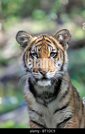 Bengal Tiger Cub Bronx Zoo New York City Stockfoto