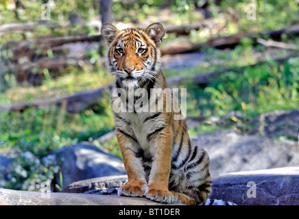 Bengal Tiger Cub Bronx Zoo New York City Stockfoto