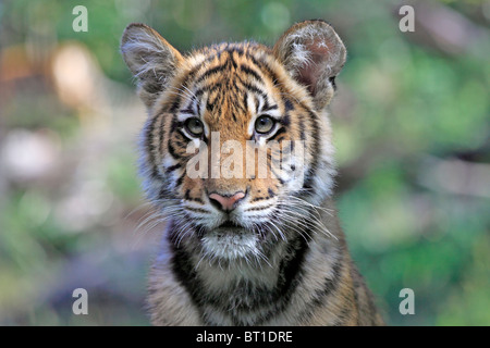 Bengal Tiger Cub Bronx Zoo New York City Stockfoto