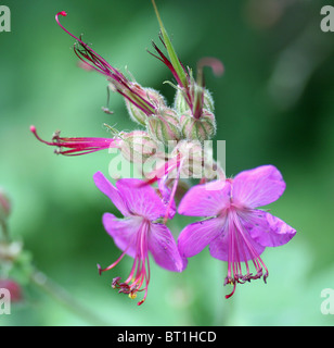 Nahaufnahme einer rosa/violetten Wildgeranienblume (Geranium maculatum), England, Großbritannien Stockfoto