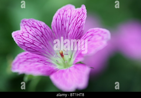 Nahaufnahme einer rosa/lila Wild Geranium Blume (Geranium Maculatum) Stockfoto