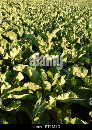 Frühling Grüns in Feld Cornwall UK Stockfoto