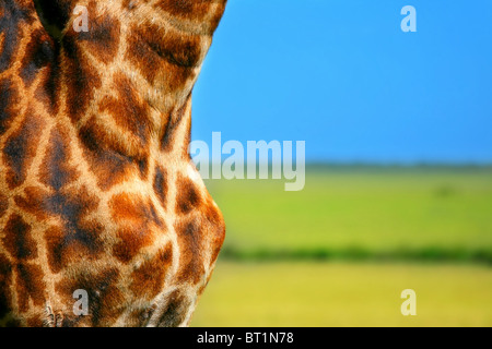 Close-up auf Giraffe Haut. Afrika. Kenia. Masai Mara. Stockfoto