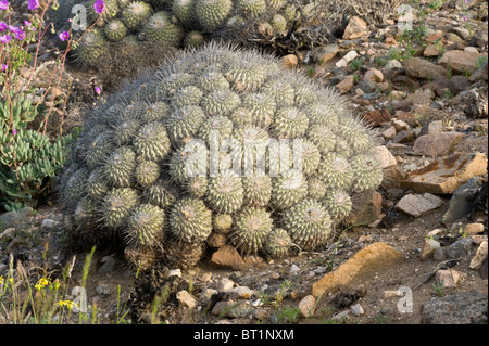 Über 20 verschiedene Kakteen wachsen in unwirtlichen Bedingungen im Parque National Pan de Azucar Atacama (III) Chile Südamerika Stockfoto