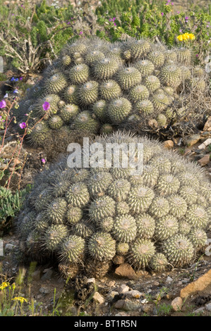 Über 20 verschiedene Kakteen wachsen in unwirtlichen Bedingungen im Parque National Pan de Azucar Atacama (III) Chile Südamerika Stockfoto