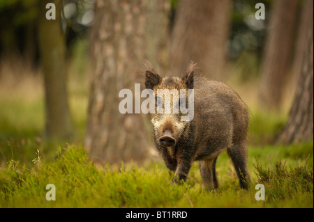 Wildschwein (Sus Scrofa). Juvenile Nahrungssuche im Pinienwald, Niederlande. Stockfoto