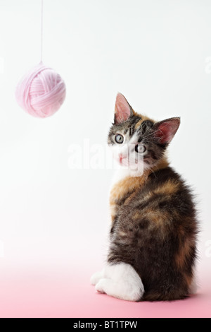 Tricolor weibliche Kätzchen spielt mit Ball von Wolle auf rosa Hintergrund. Vertikale Form, Textfreiraum Stockfoto