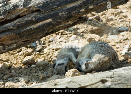 Nahaufnahme von zwei jungen Erdmännchen Suricata liegen zusammengekauert gemeinsam unter Log, Yorkshire Wildlife Park, England Stockfoto