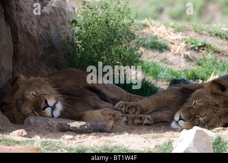 Köpfe von zwei schlafen Löwe Panthera Leo, im Schatten unter Rock, Yorkshire Wildlife Park, England hautnah Stockfoto