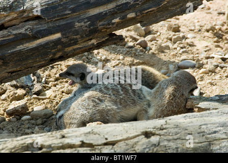 Nahaufnahme von drei jungen Erdmännchen Suricata liegen zusammengekauert gemeinsam unter Log, Yorkshire Wildlife Park, England Stockfoto