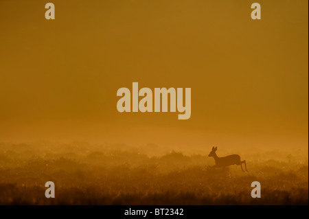 Europäische Rehe (Capreolus Capreolus). Doe überfahren Heide, Silhouette gegen den Abendhimmel, Niederlande. Stockfoto