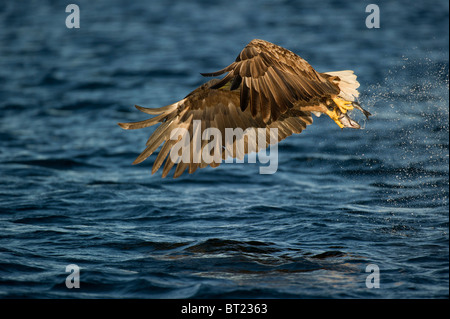 Seeadler fliegen nahe am Wasser mit einem Fisch in seinen Krallen schaut der Fotograf durch seine Flügelfedern Stockfoto