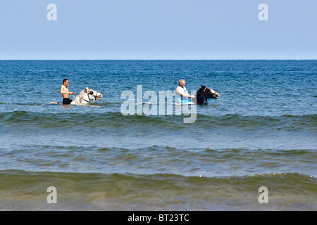 Zwei Pferde und ihre Reiter Kopf bis zur Nordsee in Redcar, abkühlen lassen, da die Temperaturen steigen. Stockfoto