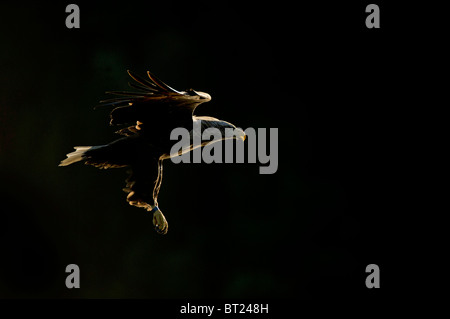 Seeadler (Haliaeetus Horste), Erwachsene im Flug. Stockfoto