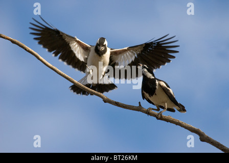 Männliche und weibliche Elster Lerche (Grallina Cyanoleuca). Alice Springs, Northern Territory, Australien Stockfoto